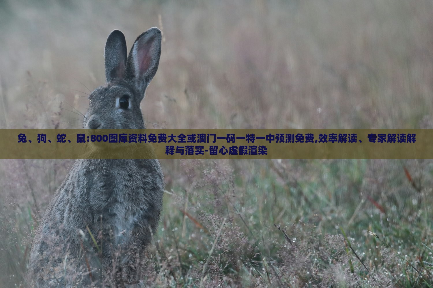 兔、狗、蛇、鼠:800图库资料免费大全或澳门一码一特一中预测免费,效率解读、专家解读解释与落实-留心虚假渲染